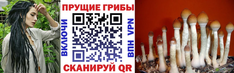 Псилоцибиновые грибы Psilocybine cubensis  Купить  Волжск 